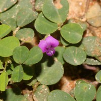 Grona triflora (L.) H.Ohashi & K.Ohashi